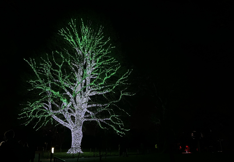 tree covered with lights