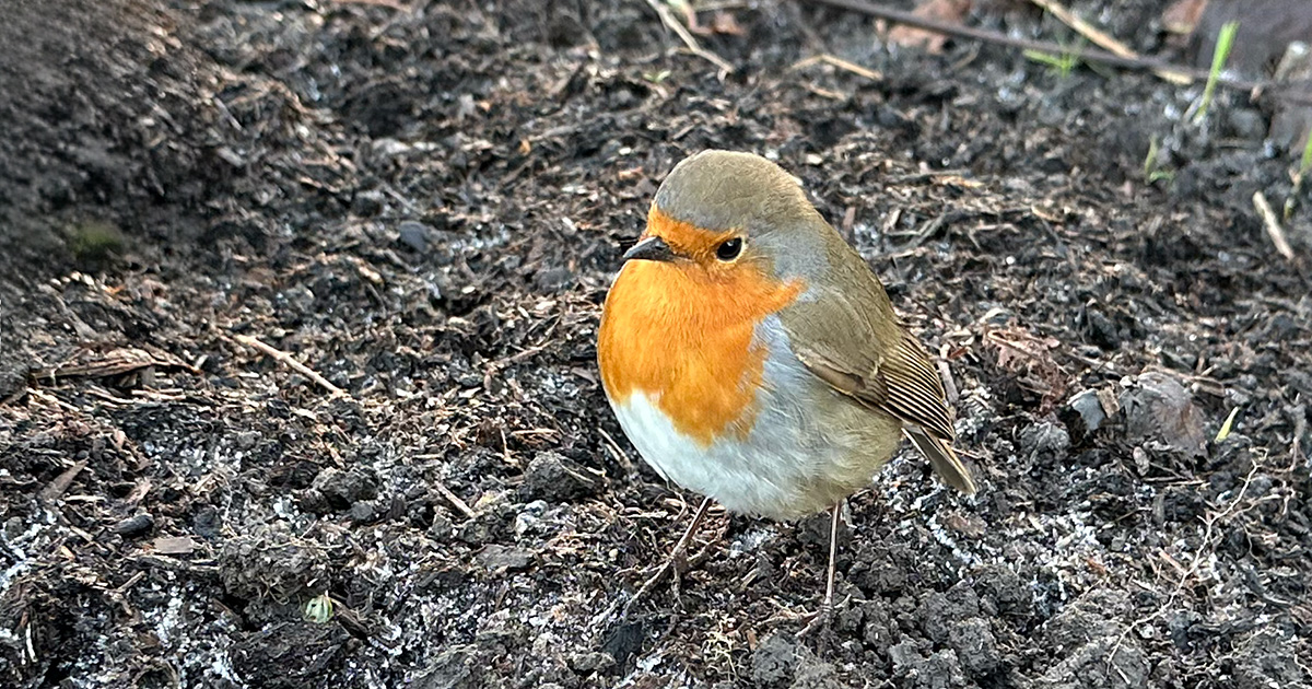 Robin