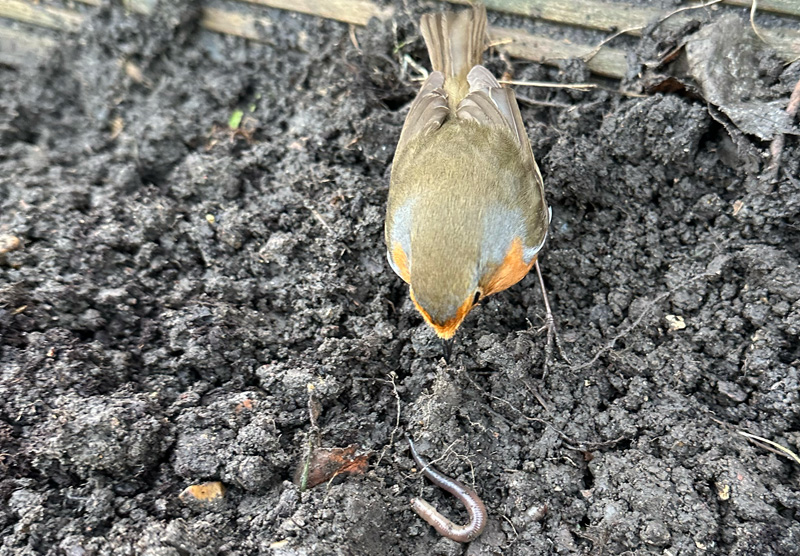 Robin finding a worm