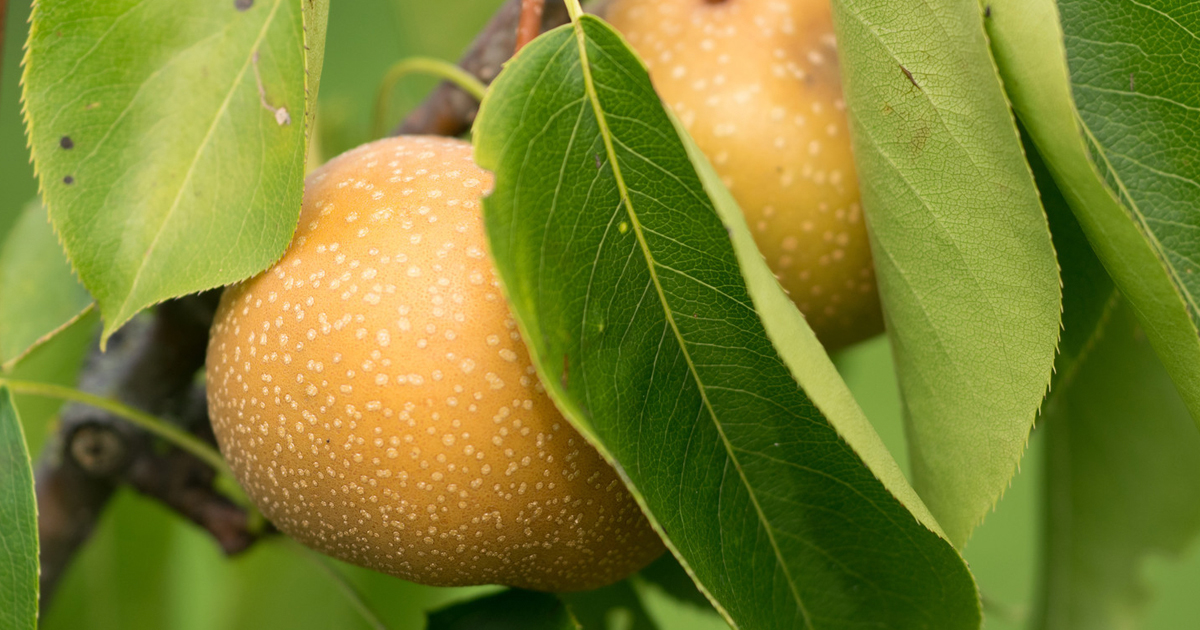 Asian pears