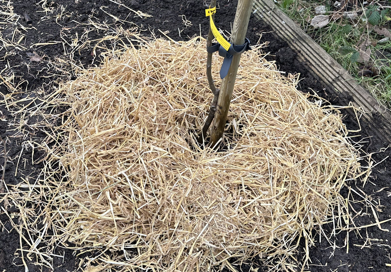 Straw mulch