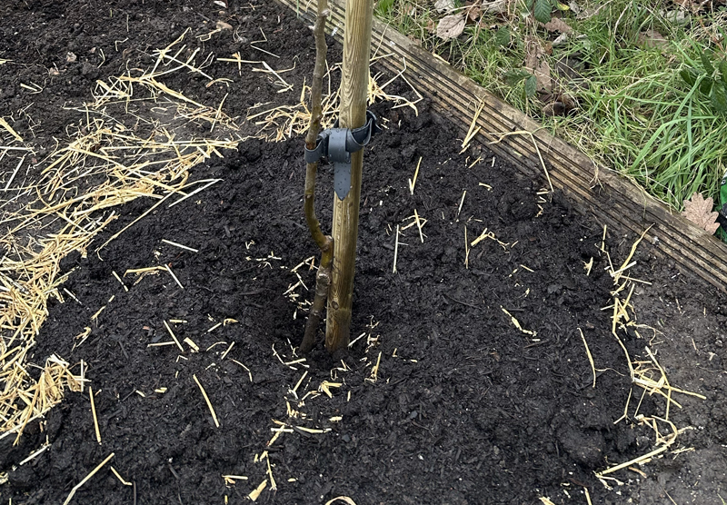 Horse manure mulch