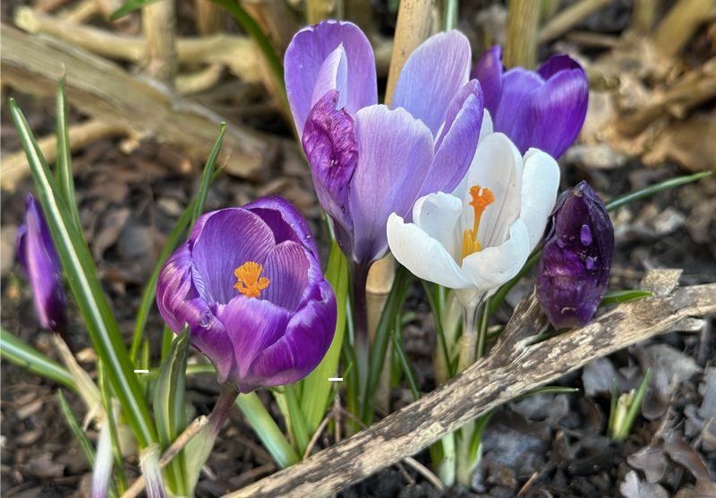 Crocuses