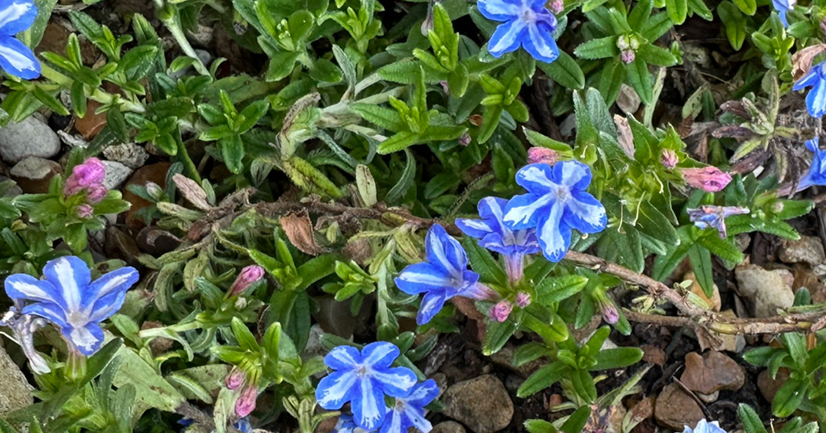 Lithodora Blue Star