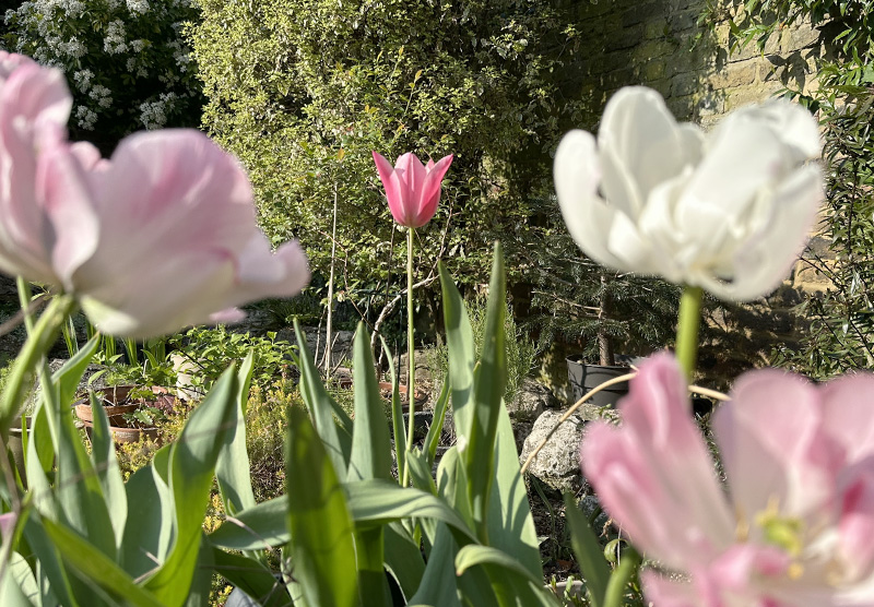 Tulips
