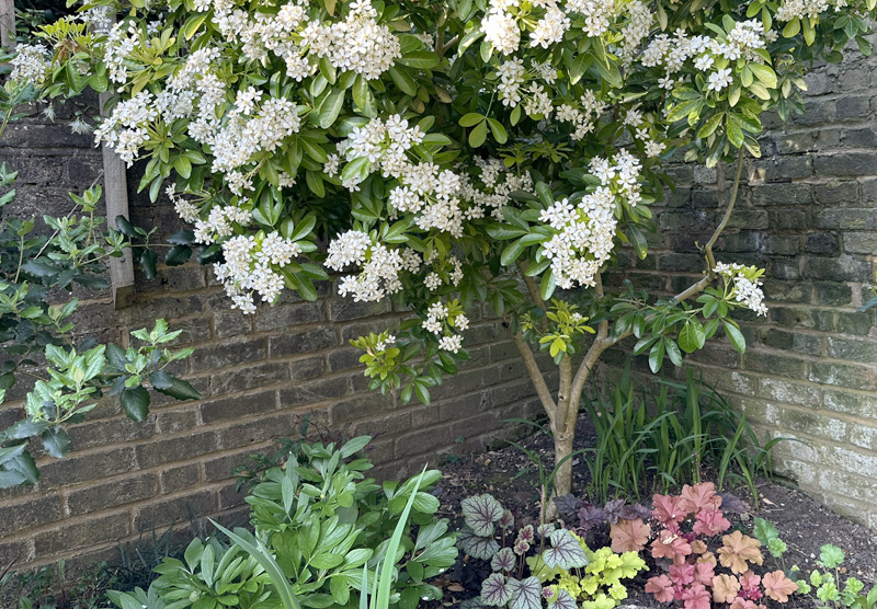<i>Choisya ternata</i> Sundance
