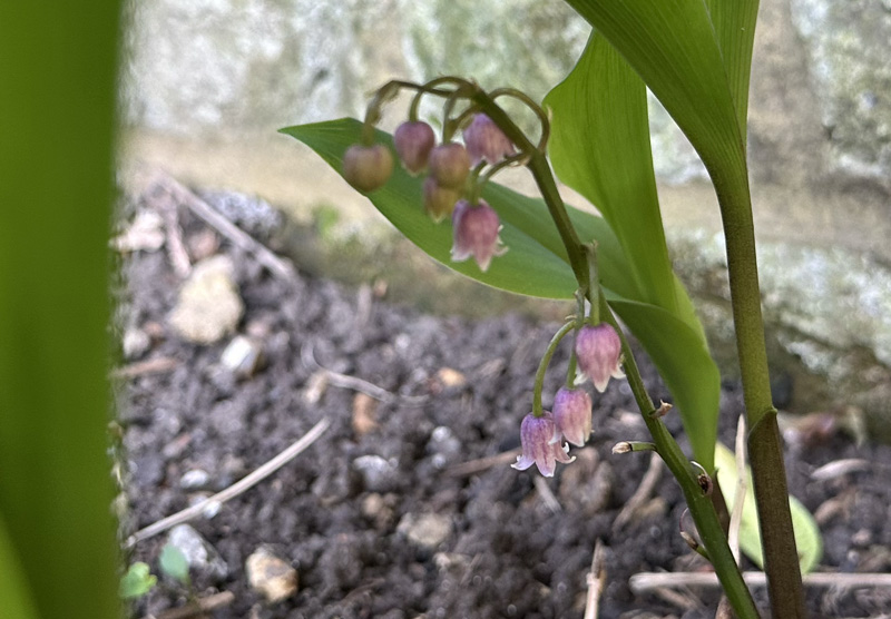 <i>Convallaria majalis</i> var. <i>rosea</i>