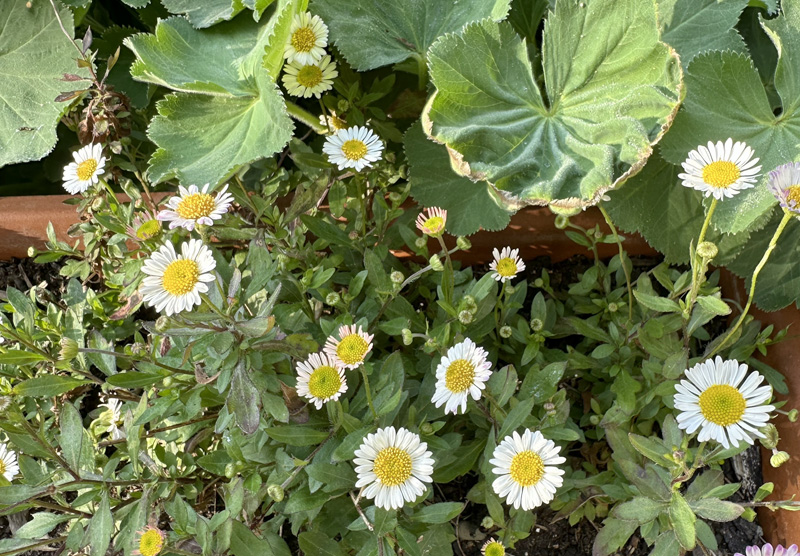 Erigeron karvinskianus
