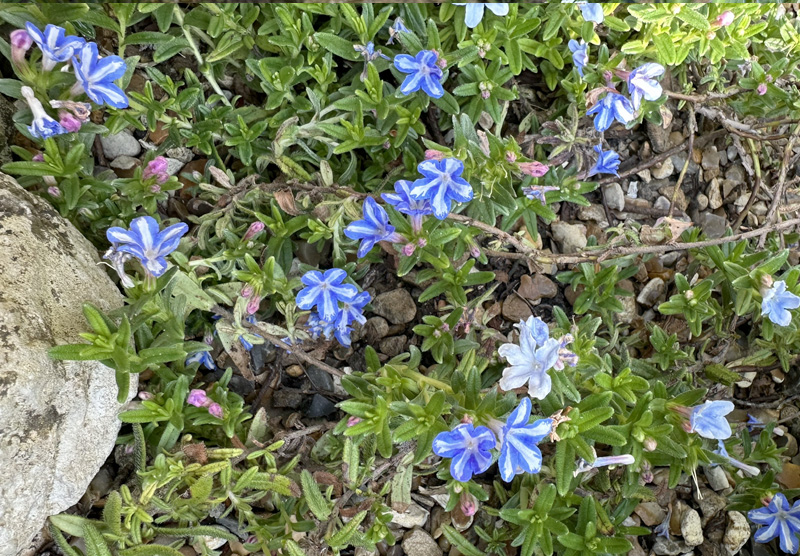 Lithodora zahnii