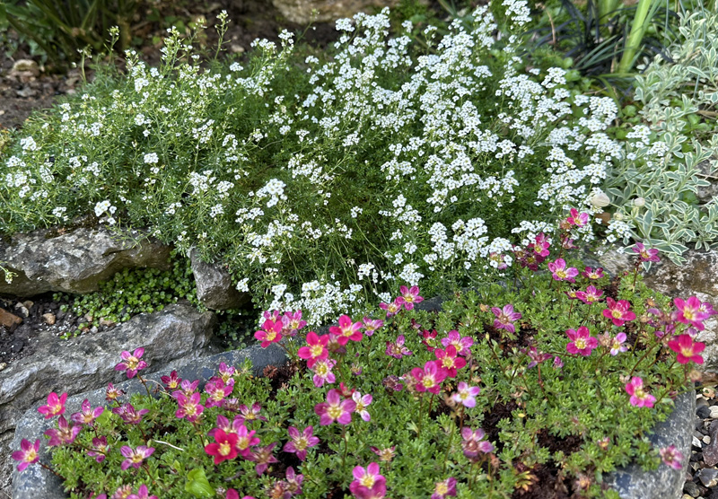 Hornungia_alpina と Saxifraga ‘Peter Pan’