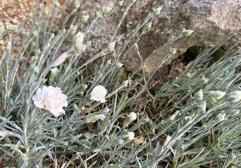 Dianthus ‘Arctic Star’