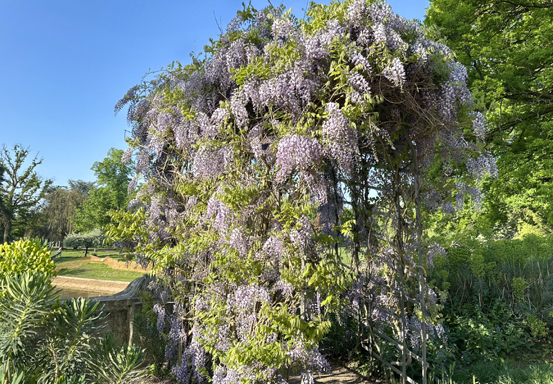 Wisteria sinensis