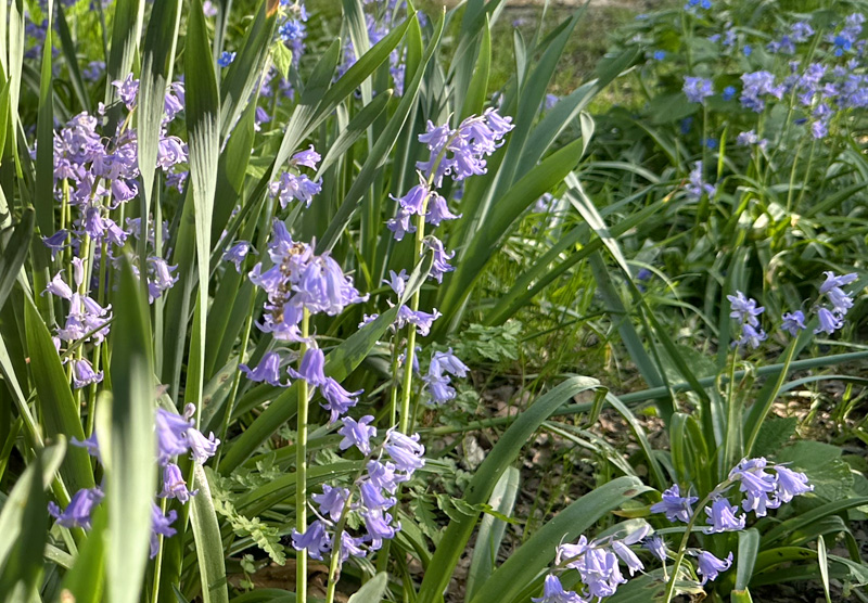 <i>Hyacinthoides hispanica</i>