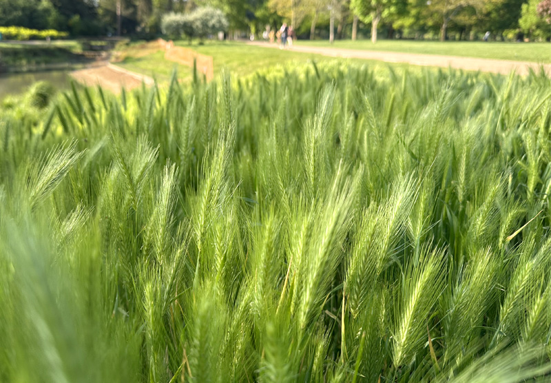 Hordeum murinum subsp. murinum