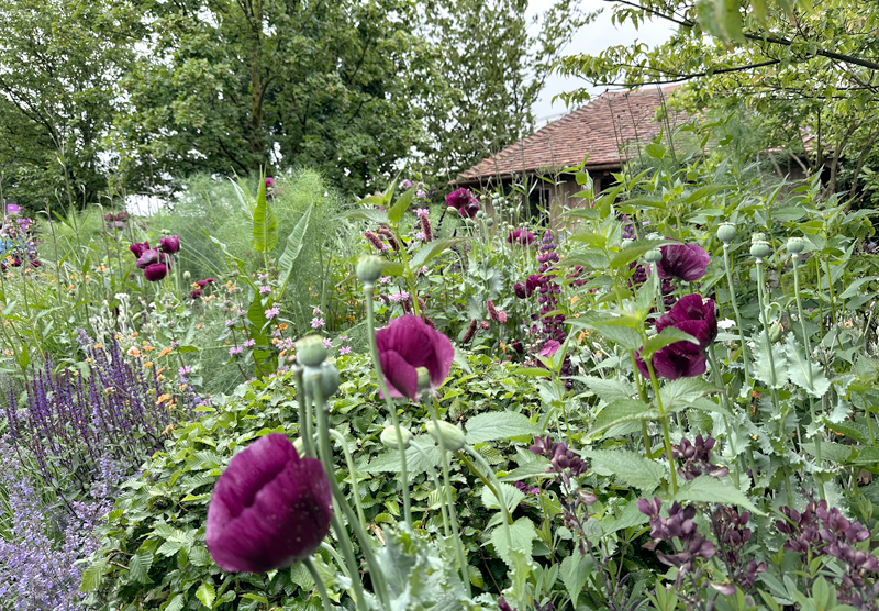 Dog Garden by Monty Don
