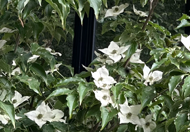 Cornus kousa