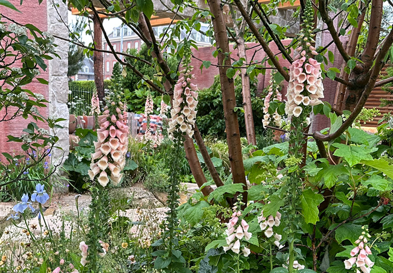 Digitalis purpurea ‘Sutton‘s Apricot’
