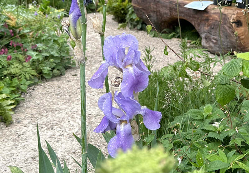 Iris