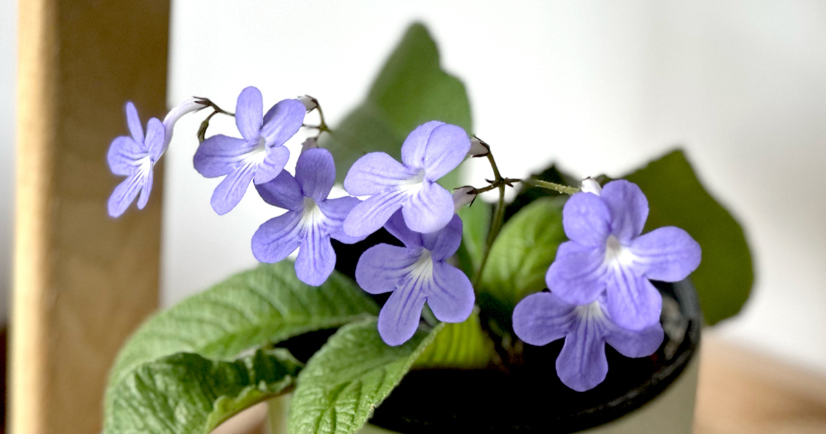 Streptocarpus rexii