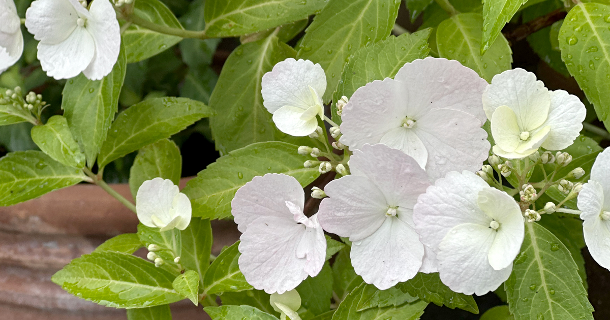 Hydrangea Runaway Bride