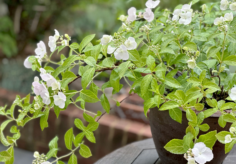 Hydrangea Runaway Bride