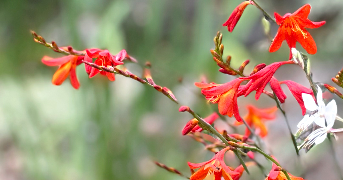 Crocosmia