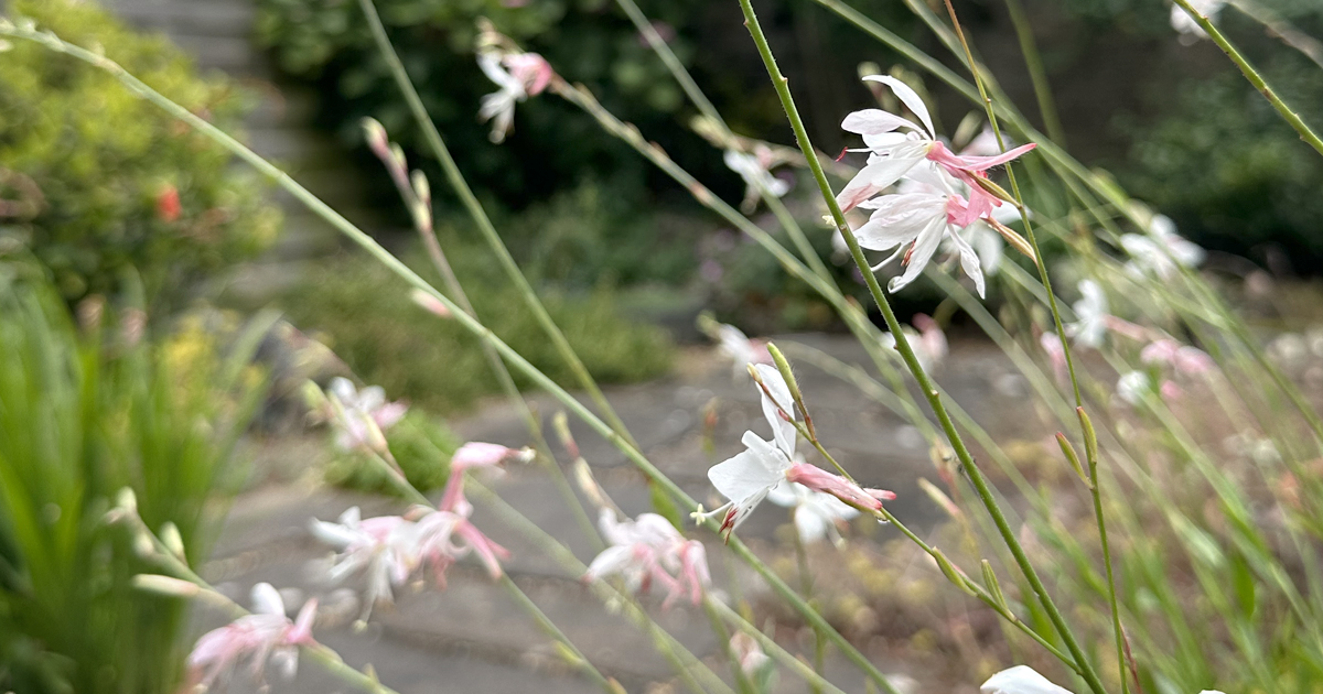 Oenothera lindheimeri