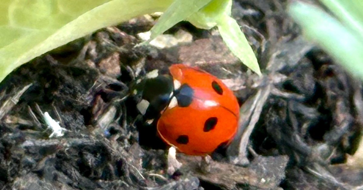 Ladybirds