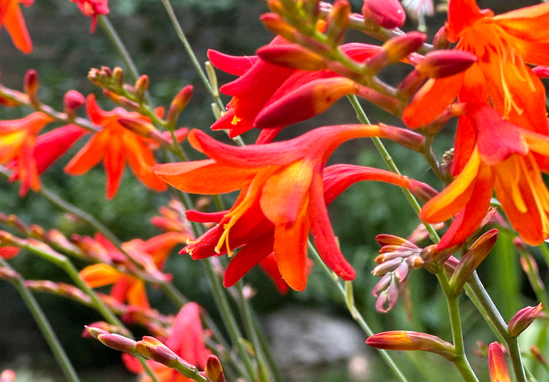 Crocosmia