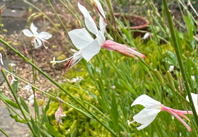Gaura lindheimeri