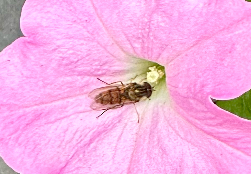 Bee2