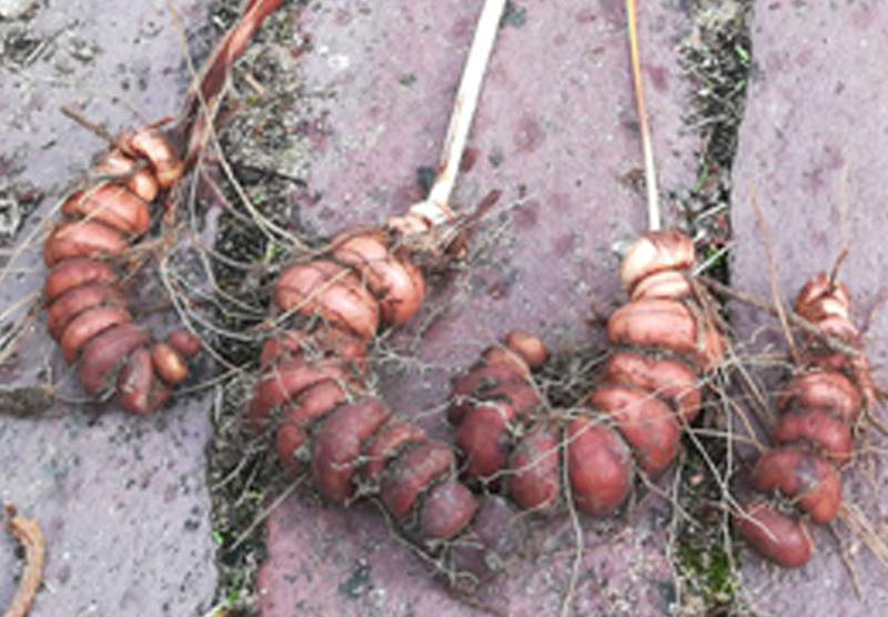 Corms of Crocosmia