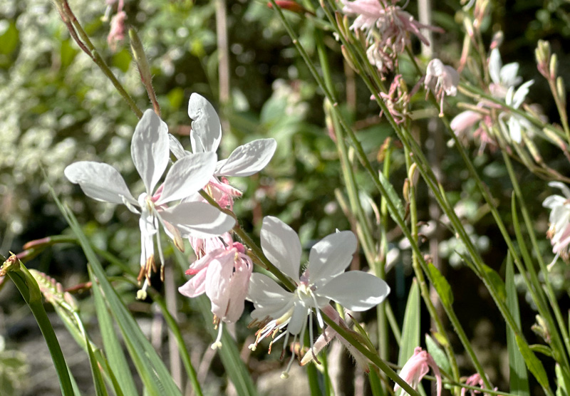 Gaura lindheimeri closeup