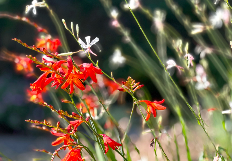 Crocosmia and Gaura