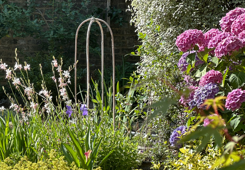 Gaura lindheimeri