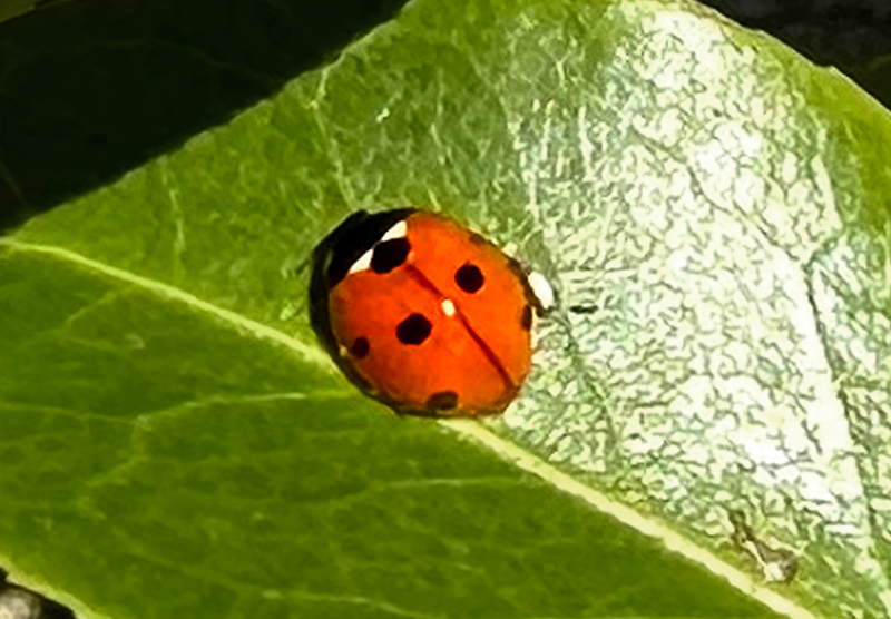 Ladybird