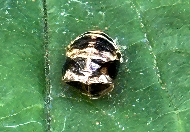 Ladybird pupa