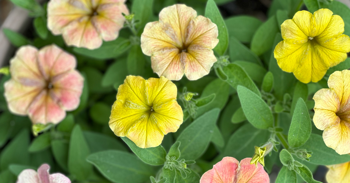 Petunia