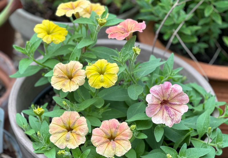 Petunia