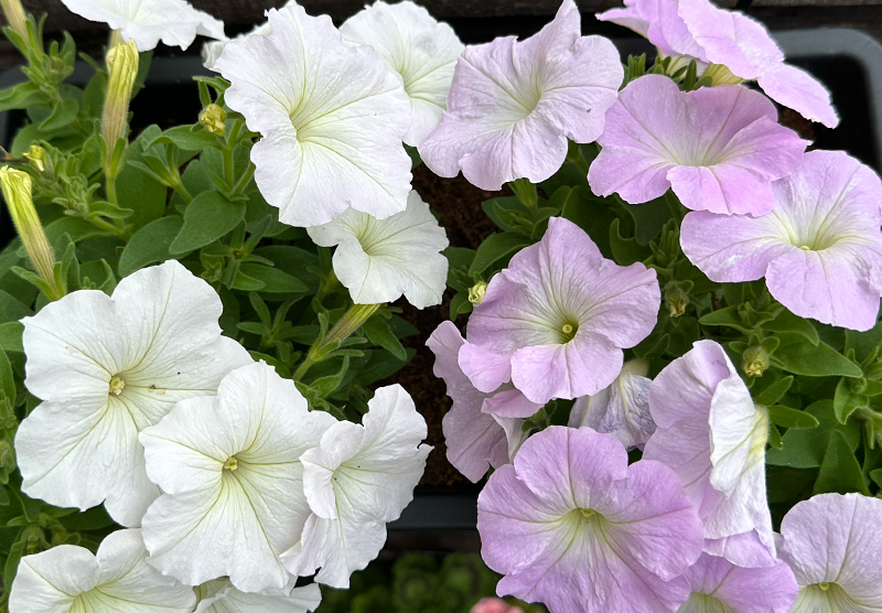 Petunia Beautical Pearl White