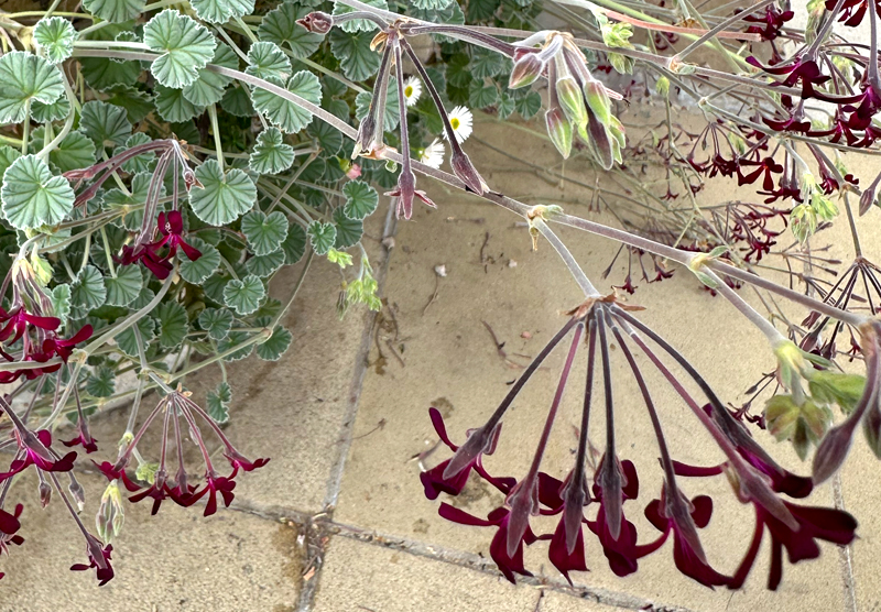 Pelargonium sidoides