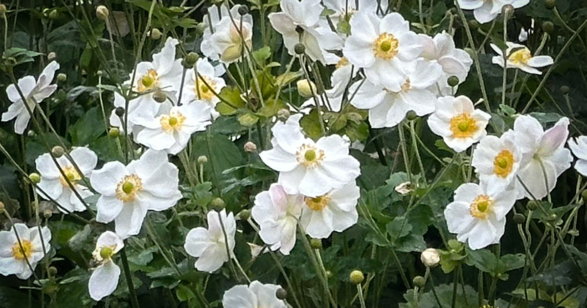 Anemone x hybrida
