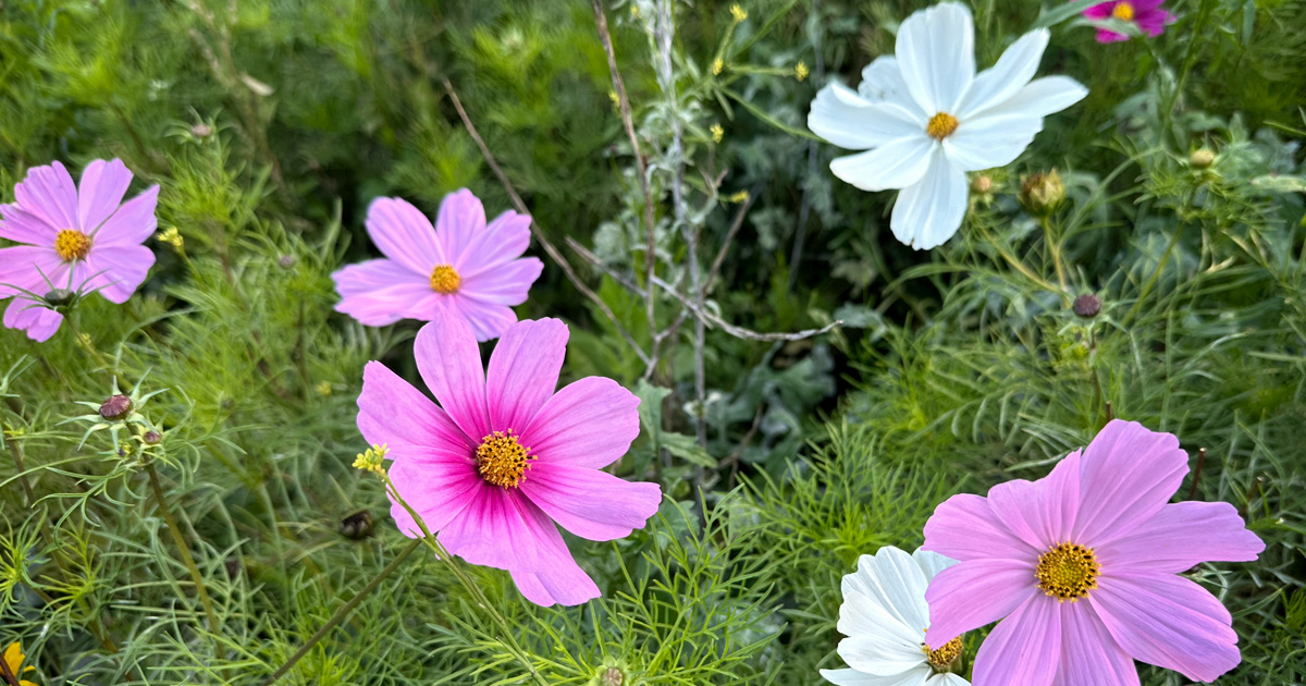 Cosmos bipinnatus