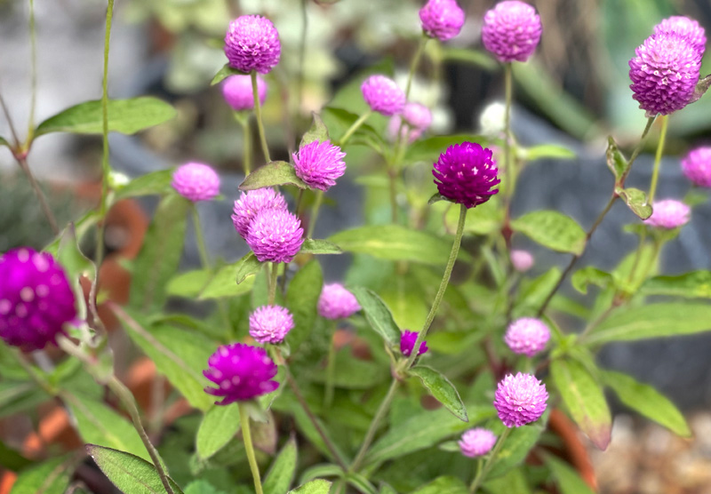 Gomphrena globosa