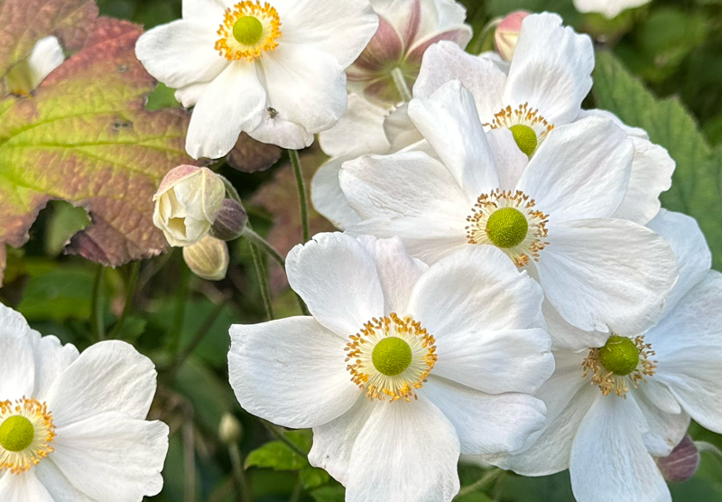 Anemone x hybrida