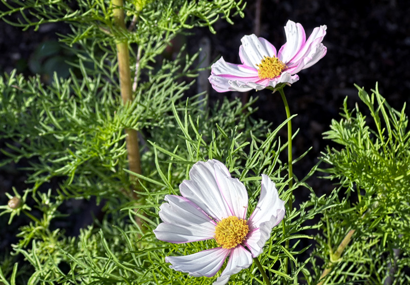 Cosmos bipinnatus