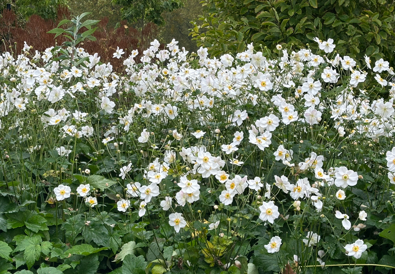 Anemone hybrida wide