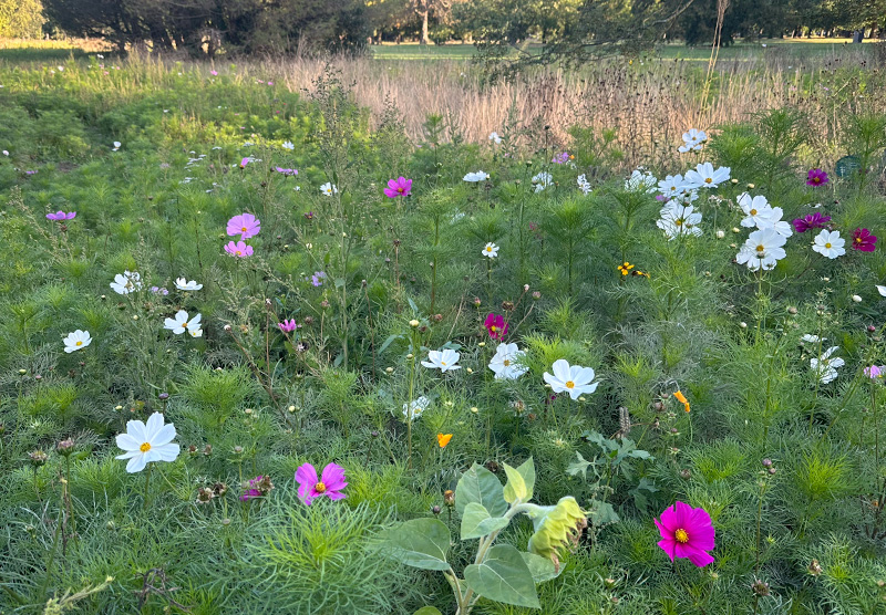 Cosmos bipinnatus in park