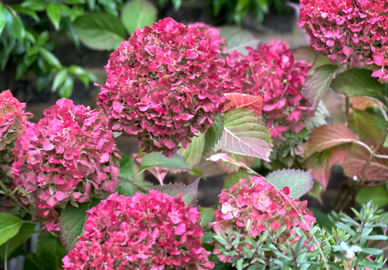 Hydorangea