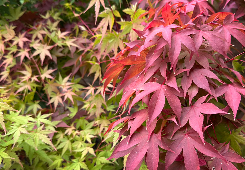 Acer